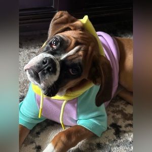 Preowned Spark Paws Purple Yellow Turquoise Dog Hoodie Sweatshirt - Size Large